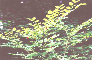 Vaccinium parvifolium